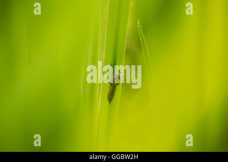 Dragonfly ninfa exuvia sobre una hoja de Iris. Foto de stock