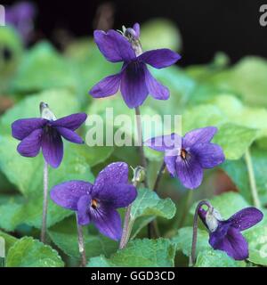 Violetas perfumadas (Viola odorata Fotografía de stock - Alamy