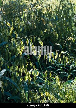 Chasmanthium latifolium - Mar del Norte Avena GRA091538 Foto de stock