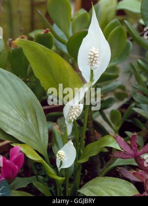 Spathiphyllum wallisii - Espatifilo HPS079014 Foto de stock