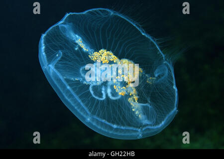Luna jelly, común o medusas Medusas Luna (Aurelia aurita) Mar Negro