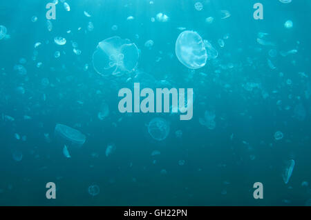 Grupo de Luna jelly, común o medusas Medusas Luna (Aurelia aurita), en las aguas azules del Mar Negro