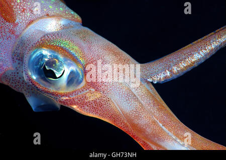 Retrato de Bigfin arrecife costero de calamar, sepia o calamar Sepioteuthis lessoniana Oval () Mar Rojo, Egipto, África Foto de stock