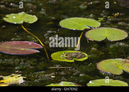 Ranas comestibles / verde rana (Pelophylax kl. esculentus / kl. Rana esculenta) sentado sobre hojas de waterlily flotantes en el estanque
