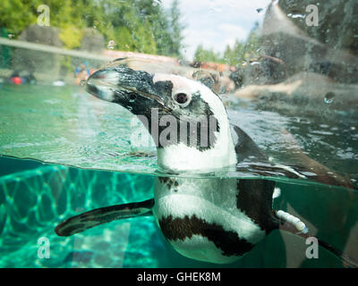 Pingüino africano, en cautividad, nadando en el acuario de Vancouver en Vancouver, British Columbia, Canadá.