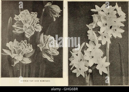 Dreer's Wholesale price list - Bulbos plantas floristerías floristerías semillas de flores por floristas de fungicidas, fertilizantes, insecticidas, aperos, etc (1912)
