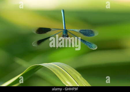 Bandas masculinas (damselfly Demoiselle Calopteryx splendens) en vuelo. A la vista de cabeza