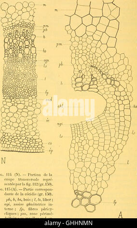 Boletín biologique de la France et de la Belgique (1904)