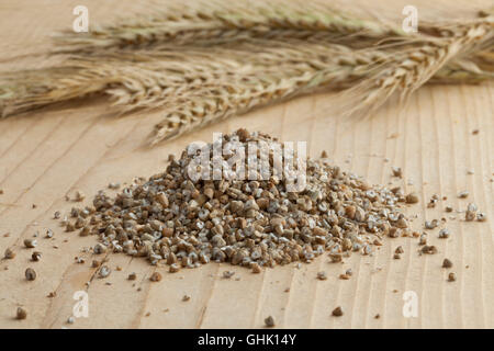 Roto fresco y semillas de centeno centeno orejas Foto de stock