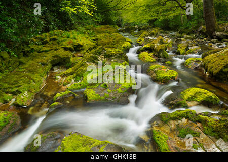 El Río Shimna en Tollymore Park en Irlanda del Norte.