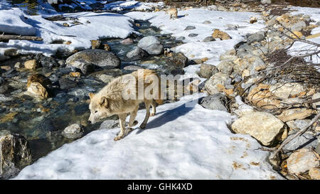 Cerca de un arroyo, lobos caminar en un bosque cerca de Golden BC. Foto de stock