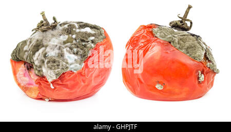 Los tomates putrefactos aislado sobre fondo blanco. Moho vegetal. Foto de stock