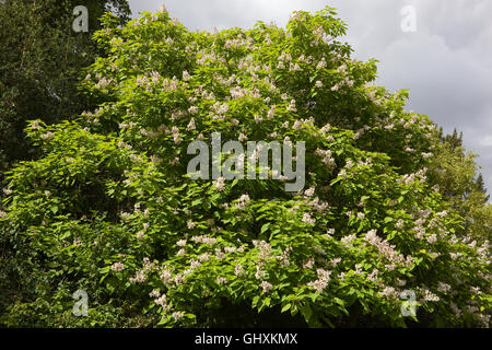 Un indio, árbol Catalpa bignonioides bean, en plena flor bajo un cielo nublado en verano.
