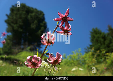 Los turcos Cap Lily, (Lilium martagon), wildflower Grisons Alpes, Suiza Foto de stock