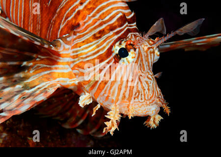 Firefish Pterois millas, Diablo o Pez león común, Safaga, Mar Rojo, Egipto, África Foto de stock