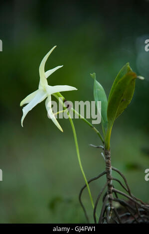 Darwin la orquídea, orquídea de navidad, Estrella de Belén orchid o rey de  los Angraecums (Angraecum sesquipedale), orquídea en el Fotografía de stock  - Alamy