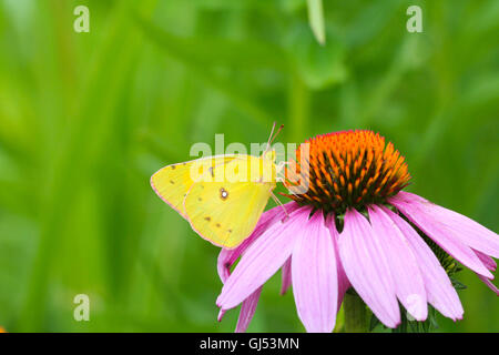 Una naranja de azufre (mariposa Colias eurytheme) en purple coneflower nectaring (Echinacea purpurea), Indiana, Estados Unidos