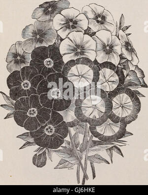 Catálogo Descriptivo de verduras, flores y semillas agrícolas - los bulbos, raíces, plantas, herramientas (1894)