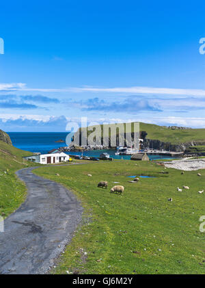Dh Fair Isle Shetland ovejas ovejas pastando North Haven Bu Ness