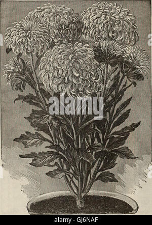 Michell más altos de calidad, de semillas, bulbos, plantas &c. (1902)