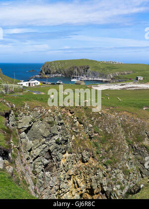 Dh North Haven Fair Isle SHETLAND Seacliff rebaño de ovejas pastando North Haven Bu Ness paisaje
