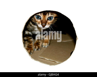 Gato de Bengala gatito cabeza peeking a través de mirar el agujero de la caja de cartón en blanco