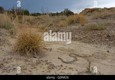 Western Black-necked Garter Snake (Thamnophis cyrtopsis cyrtopsis) arrastrándose por el desierto como una tormenta del monzón enfoques. Foto de stock
