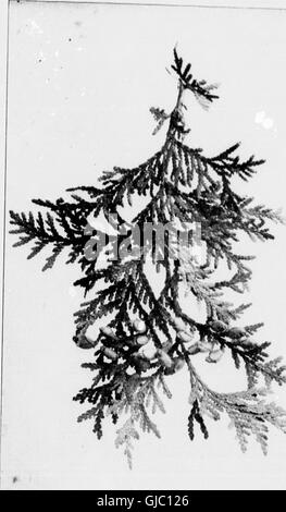 Nuestros árboles nativos y cómo identificarlos (microforma) - Un conocido estudio de sus hábitos y sus peculiaridades (1900)