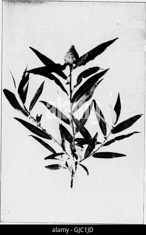 Nuestros árboles nativos y cómo identificarlos (microforma) - Un conocido estudio de sus hábitos y sus peculiaridades (1900)