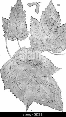 Los árboles y arbustos - una versión abreviada del Arboretum et fruticetum britannicum - conteniendo el hardy schrubs y árboles de Gran Bretaña, nativos y extranjeros, científicamente y popularmente descrito -con sus