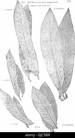 Los árboles y arbustos - una versión abreviada del Arboretum et fruticetum britannicum - conteniendo el hardy schrubs y árboles de Gran Bretaña, nativos y extranjeros, científicamente y popularmente descrito -con sus
