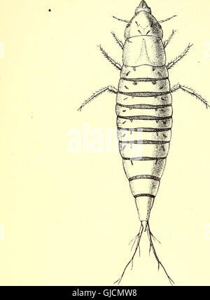 Coleoptera - introducción general y Cicindelidae y Paussidae (1912)