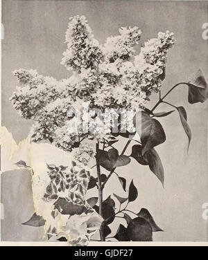 Catálogo General de frutales y ornamentales, arbustos, rosas, etc (1895)