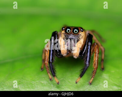 Jumping spider sobre hojas verdes, Malasia