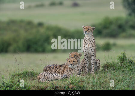 Madre y dos cachorros de guepardo