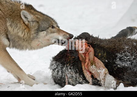comida de lobo
