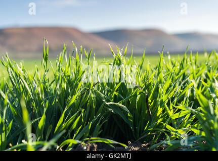 Jóvenes plántulas de trigo creciendo en un suelo
