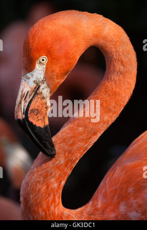 Caribe flamenco (Phoenicopterus ruber), también conocido como el flamenco americano. Animales silvestres. Foto de stock