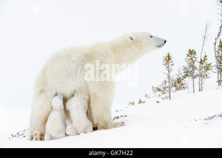 Madre de oso polar (Ursus maritimus)de pie, enfermería dos cachorros recién nacidos, Parque Nacional Wapusk, Manitoba, Canadá