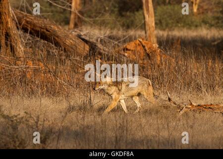 El Chacal dorado, Canis aureus, el parque nacional de Ranthambore, Rajastán, India, Asia