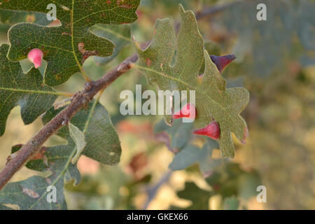 Cono rojo Gall Wasp en oak causada por Andricus kingi en California Foto de stock