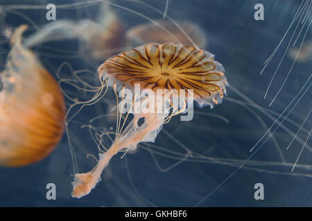 Kompassqualle, Kompass-Qualle, Kompaßqualle, Kompaß-Qualle, Qualle, Chrysaora hysoscella Quallen, brújula, medusas, Compass-Je