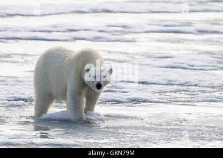 El oso polar, el Ursus maritimus, paseos a través del hielo ártico Svalbard. Foto de stock