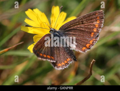 Unión Brown Argus butterfly (Aricia agestis, Plebeius agestis) Foto de stock