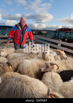Agricultor, ovejas round-up, este de Islandia Foto de stock