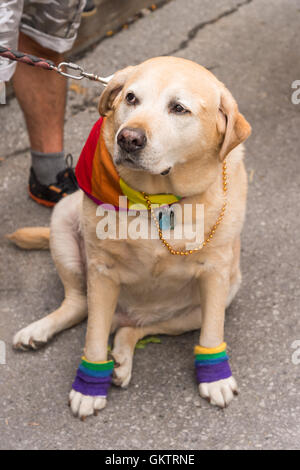 Perro Labrador vistiendo ropa arcoiris gay Fotografía de stock - Alamy