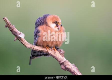 Hembra adulta de Red-footed Falcon (Falco vespertinus) llamando a una sucursal Foto de stock