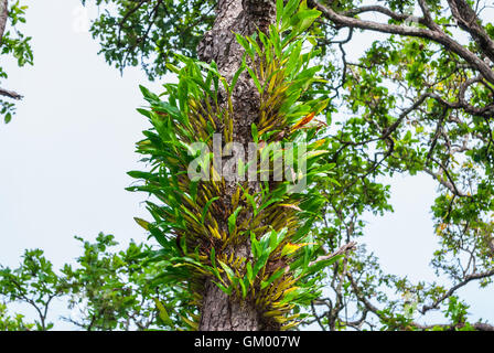 Orquídea silvestre creciendo en un tronco de árbol en un paisaje tropical.  Bromelias y palmeras en el fondo Fotografía de stock - Alamy