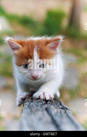 Gatito escalada en madera Bannister y afilado de garras Foto de stock