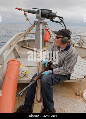 Whaler por la pistola, esperando para disparar una ballena Minke, a bordo de la Hrafnreydur KO-100 de Islandia. Foto de stock